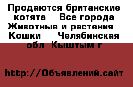 Продаются британские котята  - Все города Животные и растения » Кошки   . Челябинская обл.,Кыштым г.